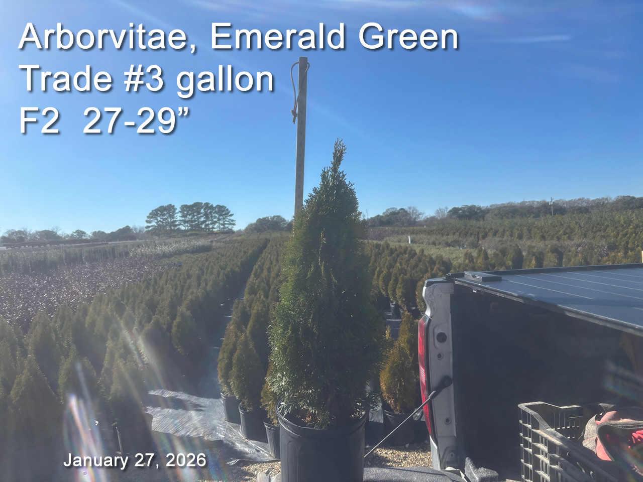 gallery/aveg3t f2 jan27.jpg